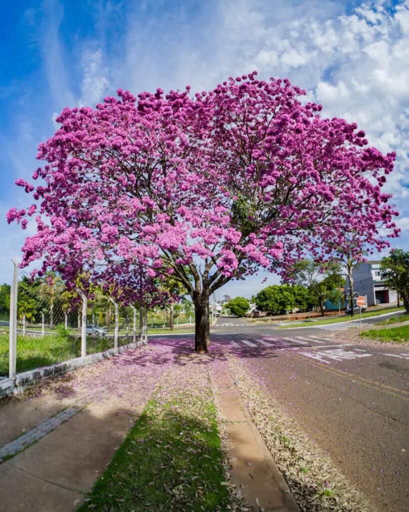 A Beleza da Florada dos Ipês em Maringá Durante o Inverno