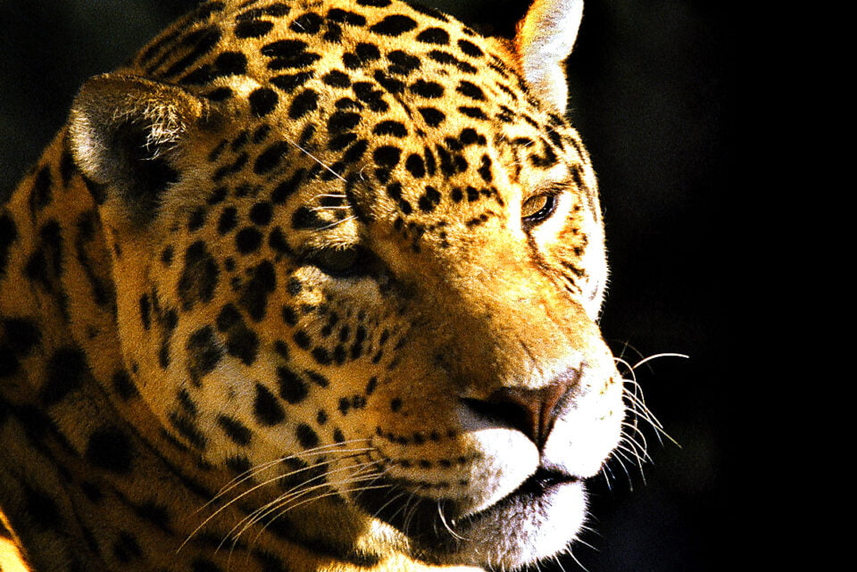 Governo Atualiza Lista de Espécies da Fauna Ameaçada