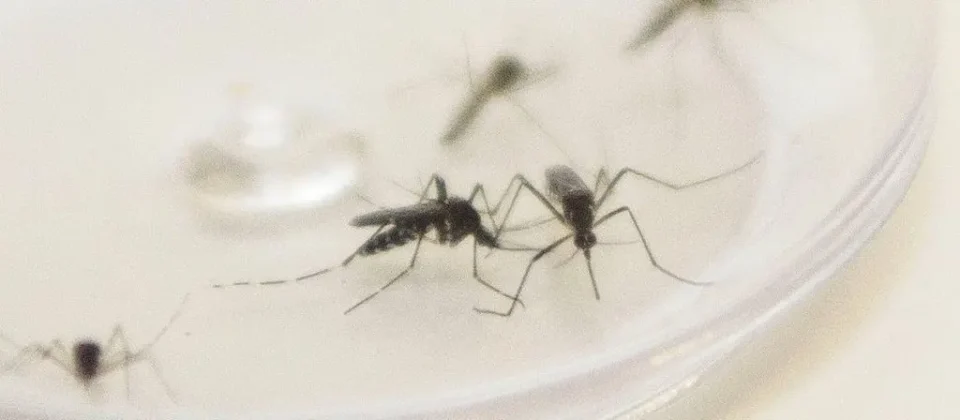 Maringá Confirma Duas Novas Mortes por Dengue