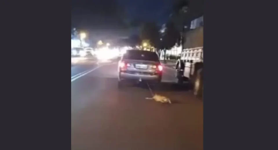 Idoso é Detido em Maringá por Maus-Tratos a Cachorro