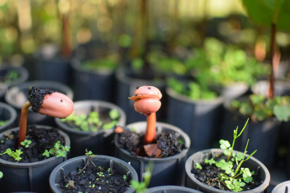 Impacto da Indenização da Petrobras no Paraná