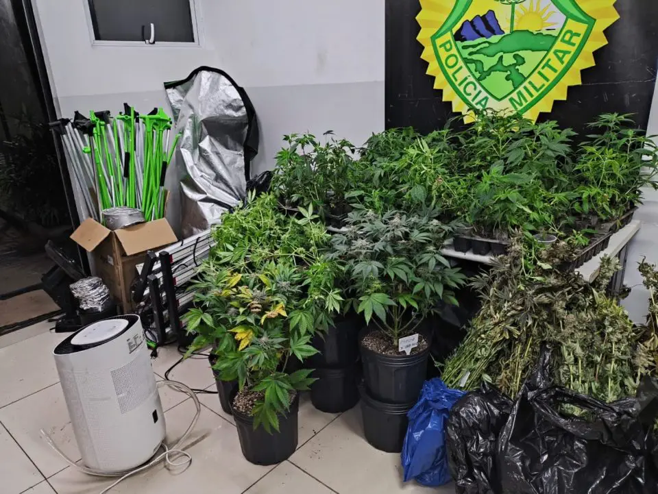 Inquilino preso no Paraná por cultivar 197 pés de maconha