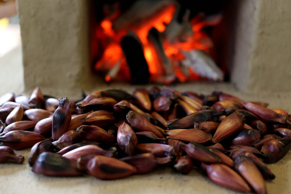 Manual Prático de Rastreabilidade do Pinhão