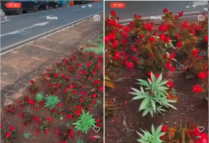 Pés de maconha crescendo em um canteiro central de Maringá.