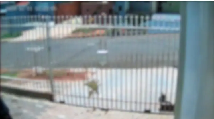 Cachorro é Baleado em Frente ao Portão de Casa em Maringá