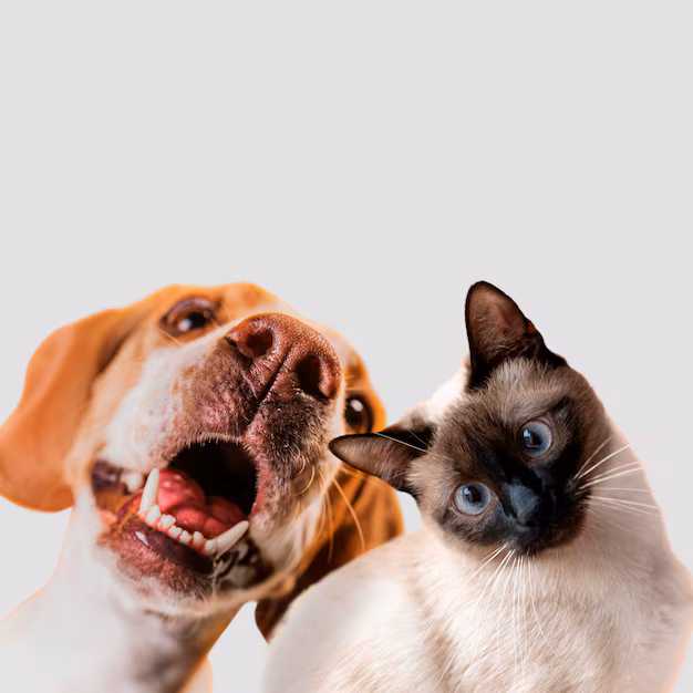 Inscrições para o CastraPet iniciam nesta quinta-feira em Maringá