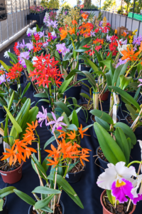 Orquídeas de diferentes cores expostas na 27ª Expoflor de Maringá